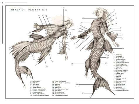 Mythological Creatures Mermaid Scientific Illustration