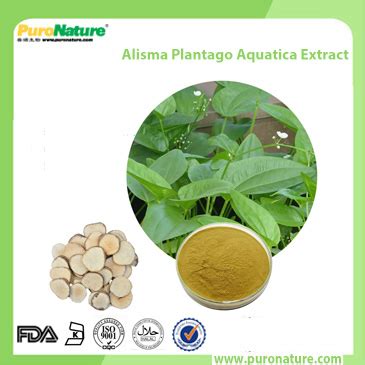 Alisma Extract Rhizoma Alismatis - Xi'an PuroNature Biotechnology Co.,Ltd