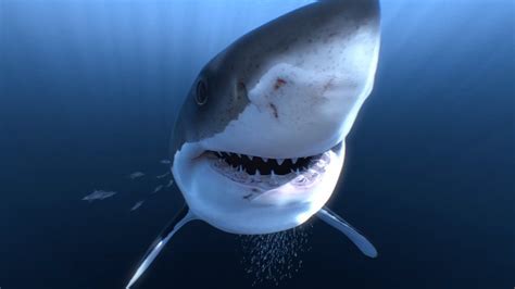 Great White Sharks 360 Video 4k Close Encounter On Amazing Virtual