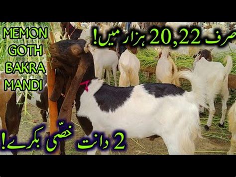 Qurbani Only K Memon Goth Bakra Mandi Price Updates Cheapest