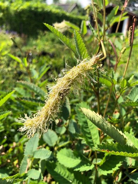 6 X Sanguisorba Obtusa Alba Pimpernel P9 Pot 9 X 9cm Dima