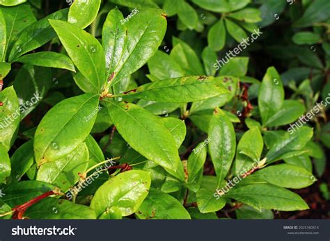 65134 Azalea Leaves Images Stock Photos And Vectors Shutterstock