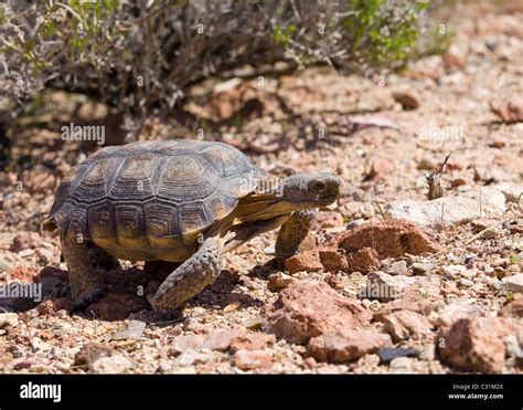 Mojave Desert Tortoise Gopherus Agassizii In Its Natural Habitat