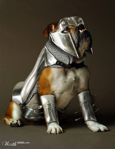 A Bit Of This And A Bit Of That Armor Dog Armor Best Dog Costumes