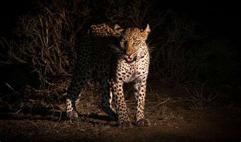 Tips to Photograph Wildlife on a Night Safari in Africa | Nature TTL