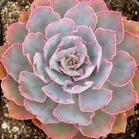 Echeveria Shaviana Pink Frills Mountain Crest Gardens