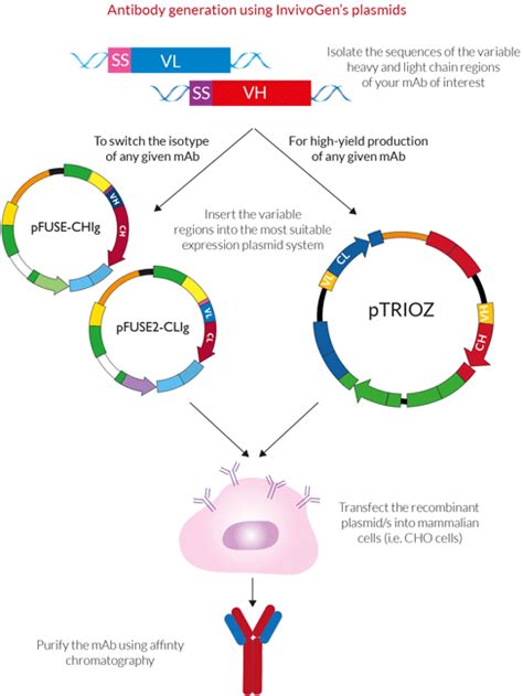 Antibody Generation Plasmids Invivogen