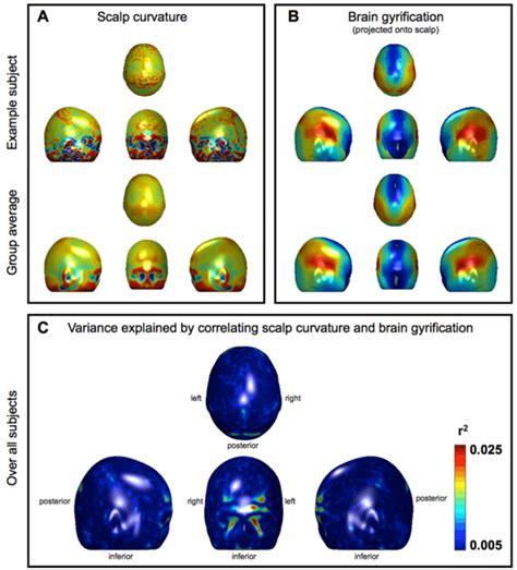 Scalp Curvature Brain Gyrification And The Variance Explained By