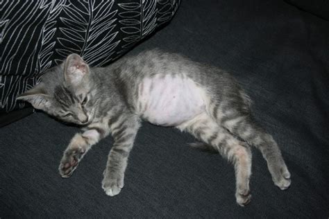 What Causes A Swollen Belly In Your Cat