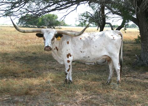 El Coyote Ranch Photo Gallery Texas Longhorns And Information Page