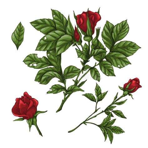 Set Of Red Rose Flower Bud And Leaves Isolated On White Vector Illustration Stock Illustration