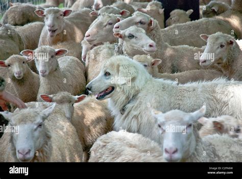 Finn Dorset Sheep Hi Res Stock Photography And Images Alamy