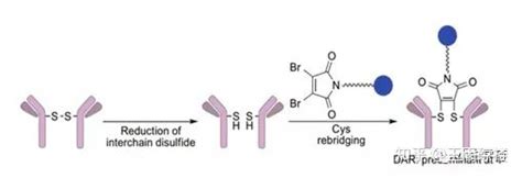 ADC药物定点偶联技术 知乎