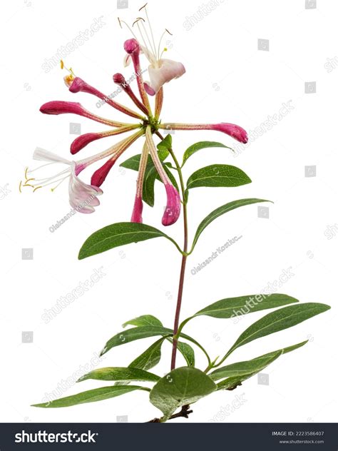 Flowers Honeysuckle Lat Lonicera Periclymenum Serotina Stock Photo
