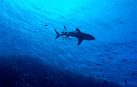 Reef Sharks in Decline – Already Functionally Extinct on Many of the World’s Reefs