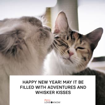 10 Happy New Year Cat Memes & Holiday Greetings | LoveToKnow Pets