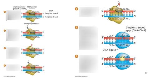 Dna Polymerase Diagram Quizlet