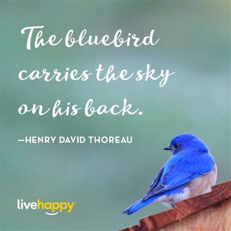 Bluebird Quotes Happiness - ShortQuotes.cc