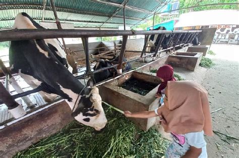 Wisata Edukasi Mengolah Susu Sapi Perah Di Peternakan Keju Lasi