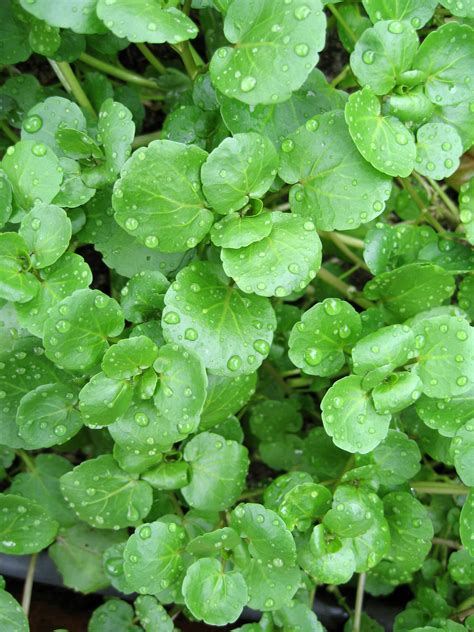 Watercress Nasturtium Herbs Premier Seeds Direct Ltd