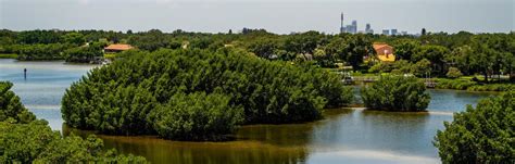 Why It's Important to Trim Mangroves in Florida's Coastal Ecosystem