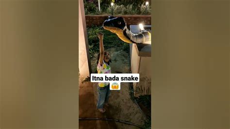 Itna Bada Snake 🐍 Dekha Hai Snake Big Shorts Ytshorts Youtube