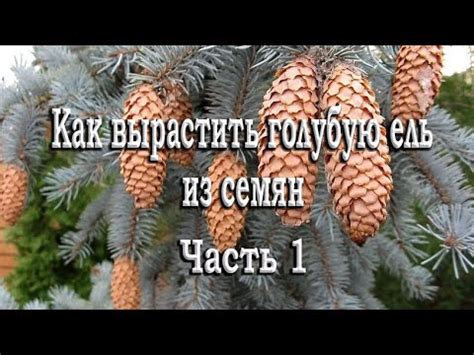 Как вырастить голубую ель из семян - Часть 1 - YouTube