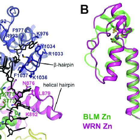 A Model Of Wrn Bound To Dna Containing A Overhang A Overview Of