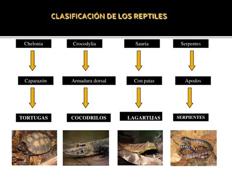 Cuadros sinópticos sobre reptiles y clasificación con cuadros