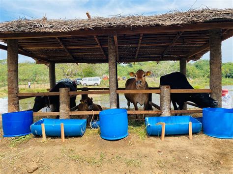 National Livestock Development Board Nldb Goat Breeds