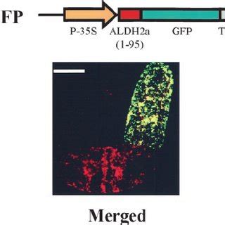 Transient Expression Of The Aldh A Gfp Fusion Protein In