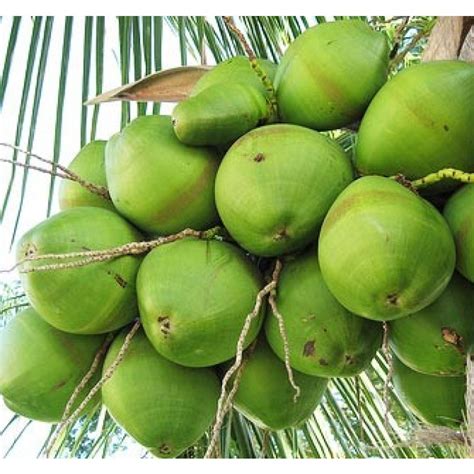 Green Coconut Florida Coconuts Store