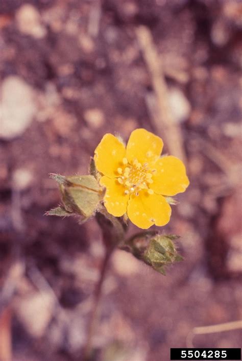 Ross Avens Geum Rossii