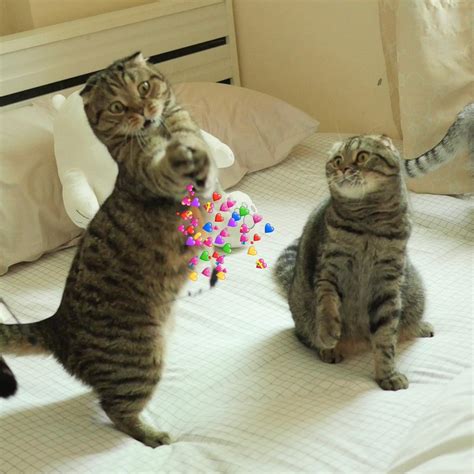 Take Meow Hand Takemeowhand Twitter