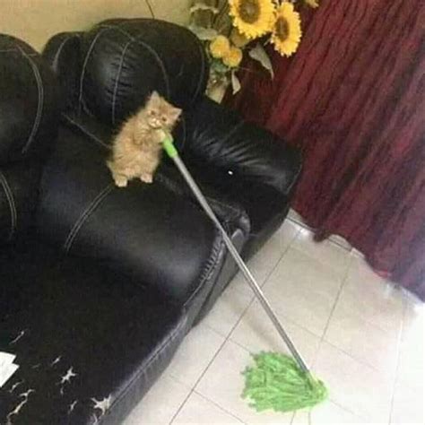 Cat Mopping The Floor Cats Know Your Meme