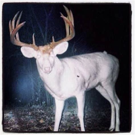 Albino Buck Whitetail Deer Pictures Big Deer Deer Photos