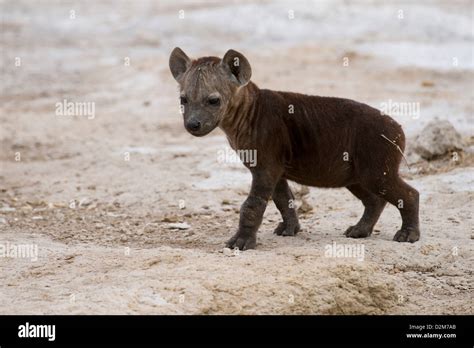 Spotted hyena pup (Crocuta crocuta), Amboseli National Park, Kenya ...