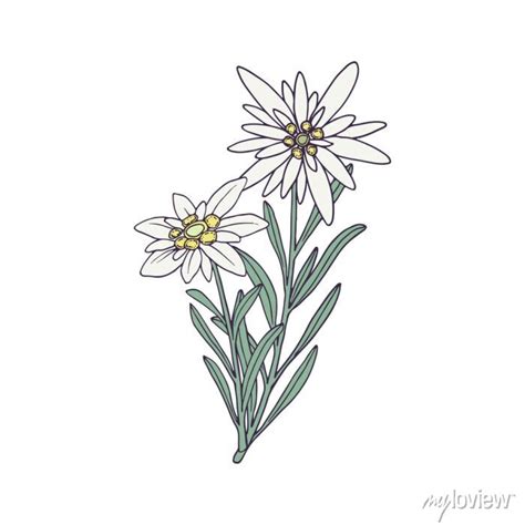 Edelweiss Flower Vector Ubicaciondepersonas Cdmx Gob Mx