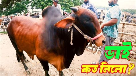 Bhai Koto Nilo Qurbani Cow Hozrotpur Paragram Gorur Hat 2023