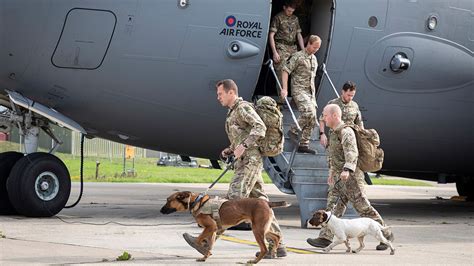 Non Profit Aiming To Rescue Dozens Of Military Dogs From Afghanistan