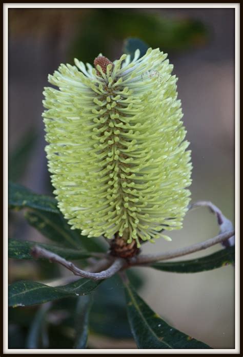 Banksia Oblonolia Fern Leaved Banksia At The Mt Coot Flickr