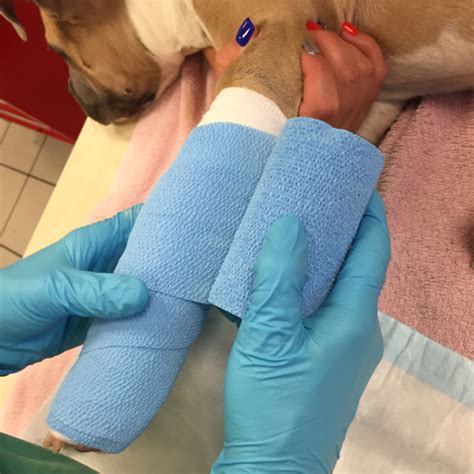 Pin On Vetmed