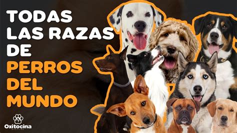 Estas Son Las Razas De Perros Del Mundo Youtube