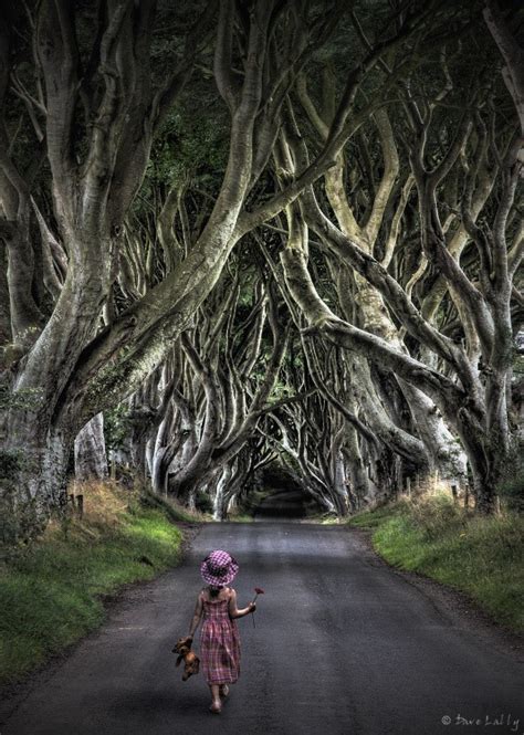 The Dark Hedges in Ireland | Amusing Planet