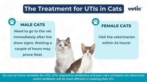 Uti In Cats The Causes Diagnosis And Treatment Of Cat Utis