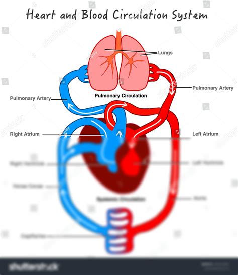 SOLUTION: Stock vector blood circulation system stylized heart anatomy ...