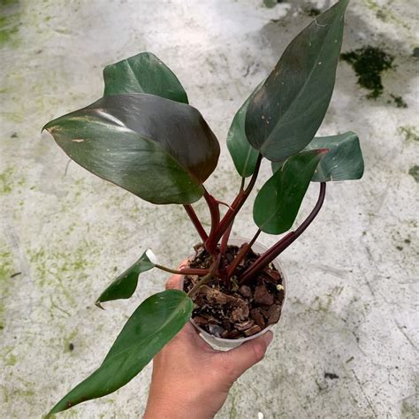 Philodendron Red Anderson Variegata Philodendron Plants We Love