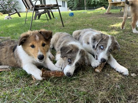 Scotch Collie For Sale In St Clair County 1 Petzlover