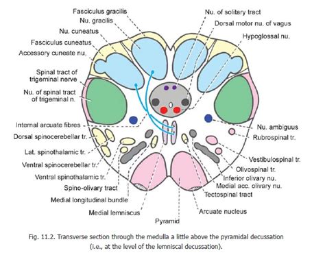 Medulla Oblongata Section