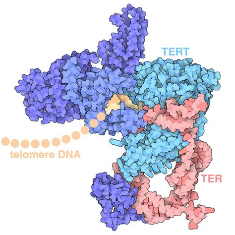 PDB 101 Molecule Of The Month Telomerase